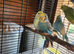 Beautiful Baby Budgies for sale