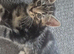 Kittens for sale