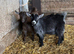 Pygmy Goat Nannies