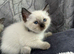 1 ADORABLE GIRL AVAILABLE