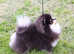 Angelika's Pom House