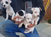 Jack Russell Puppy's