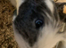 2 brother guinea pigs