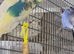 Violet/ pied baby budgies