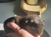 Guinea pigs and skinny pigs available.