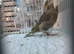 Green finch