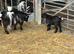 Pygmy female goat kids