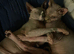 2 adult sphynx cats