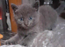 Russian blue kittens