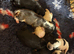 Beautiful Show Type Cocker Spaniels - 2 girls left