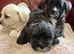 Stunning Puppies