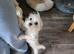 Korean maltese for sell