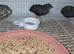 Chinese painted quail