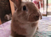 Baby Bunny for Sale in Northampton