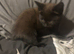 Last Kitten now! Male stunning colours !