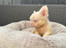Full fluffy French bulldog boy