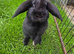 Female mini lop