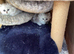 Persian chinchillas kittens