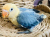 Handreared extremely tame baby lovebird