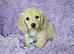 Stunning long haired cream mini dachshunds