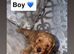Last boy available