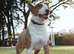 Red/white proven health tested clear bull terrier at stud