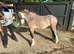 Outstanding Welsh Section A Bay Roan Colt