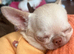 VERY SAD SALE – TINY 1.9KG SMOOTH-COAT CHIHUAHUA GIRL – BEAUTIFUL GREEN EYES & SUCH A LOVING LITTLE GIR