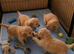 Golden Retriever Puppies – Raised with Love