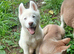 Siberain huskys