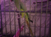 Ringneck