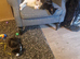 3 RESCUED CATS & KITTENS – LOOKING FOR LOVING FOREVER HOMES