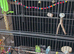 Baby male budgies and cage etc.