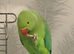 Pair of Kakarikis and a ringneck for sale