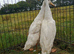 White Indian runner pair