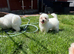 Maltese puppies