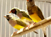 Young Gouldian Finches – 2 Hens, 1 Cock – Orange & Black Headed