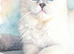 Champion,pedigreeTICA ragdoll kitten