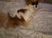 KC Registered Papillon's