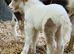 Beautiful SPSBS reg colt foal