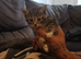 Beautiful cross kittens