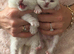 BEAUTIFUL BRITISH SHORTHAIRED KITTENS FOR SALE