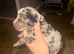 Cocker spaniel puppies