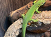 Western Green Lizard at Birmingham Reptiles