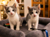 Gorgeous Blue & White British Shorthair Cross Siblings