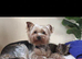 YorkiepooLastGirl