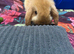 Mini lop male