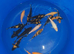 koj carp for sale