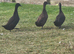 Cayuga ducks x3