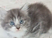 Gourgeous kittens for sale!!!